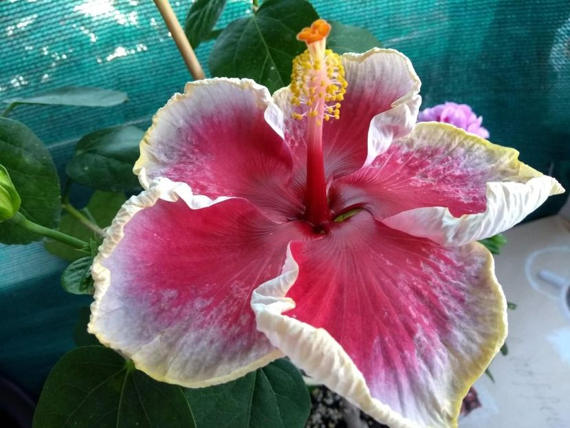  - Indian Divine Grace