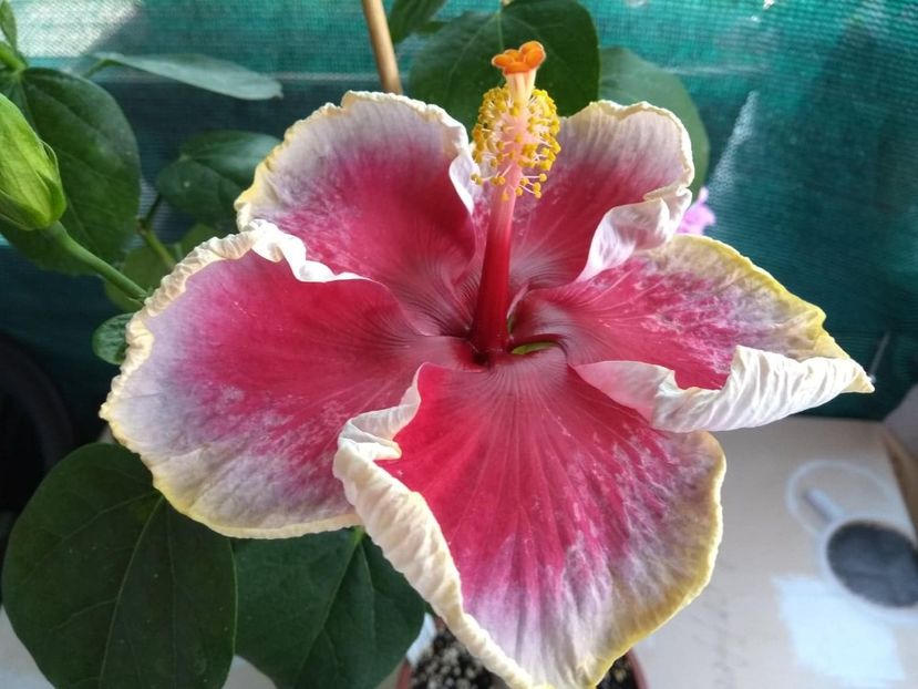  - Indian Divine Grace