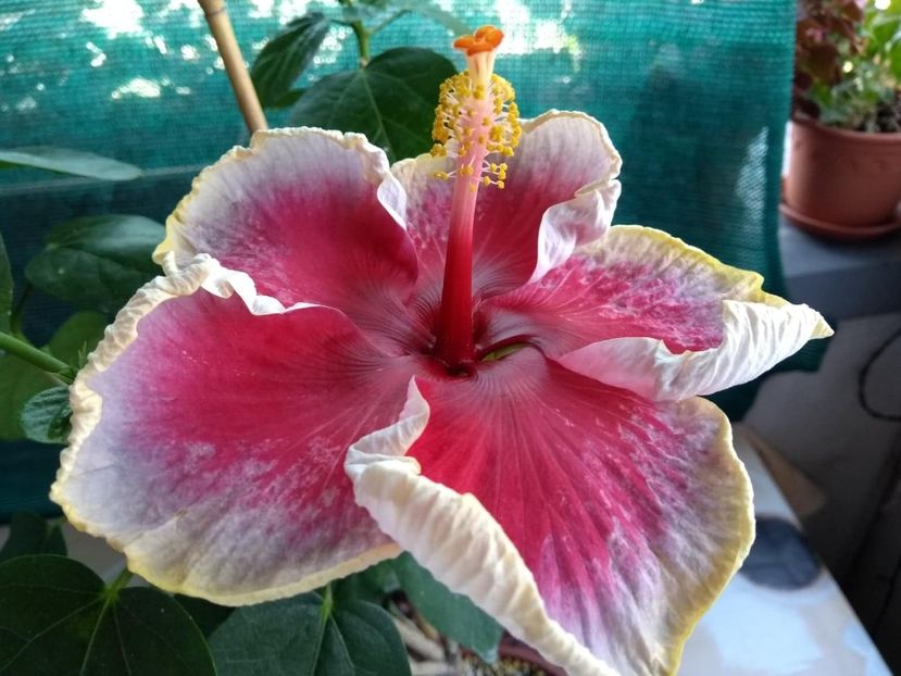  - Indian Divine Grace