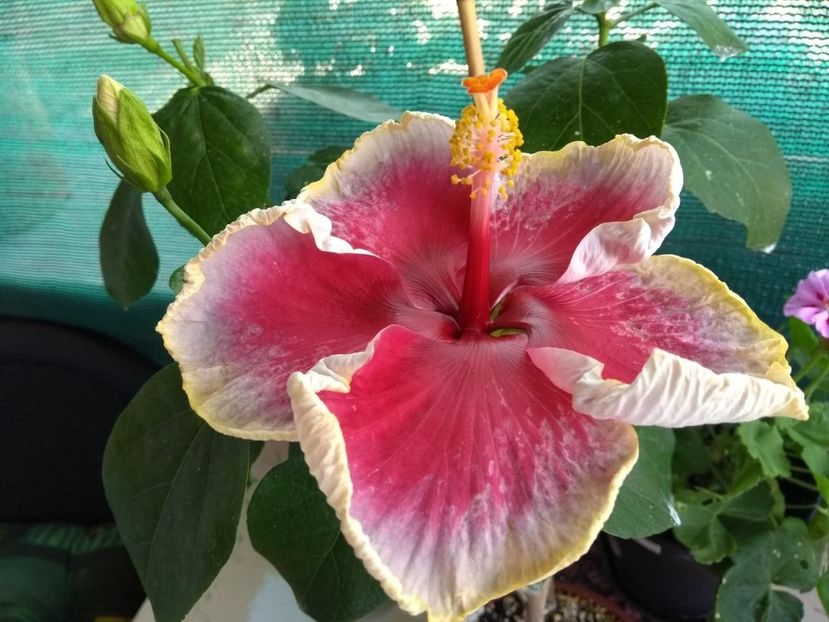 38656921_199862390880144_1414482792435154944_n (1) - Indian Divine Grace