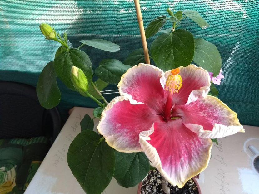  - Indian Divine Grace