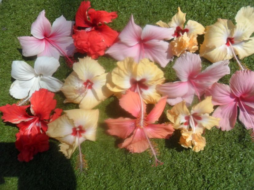  - Hibiscusi 2018 5