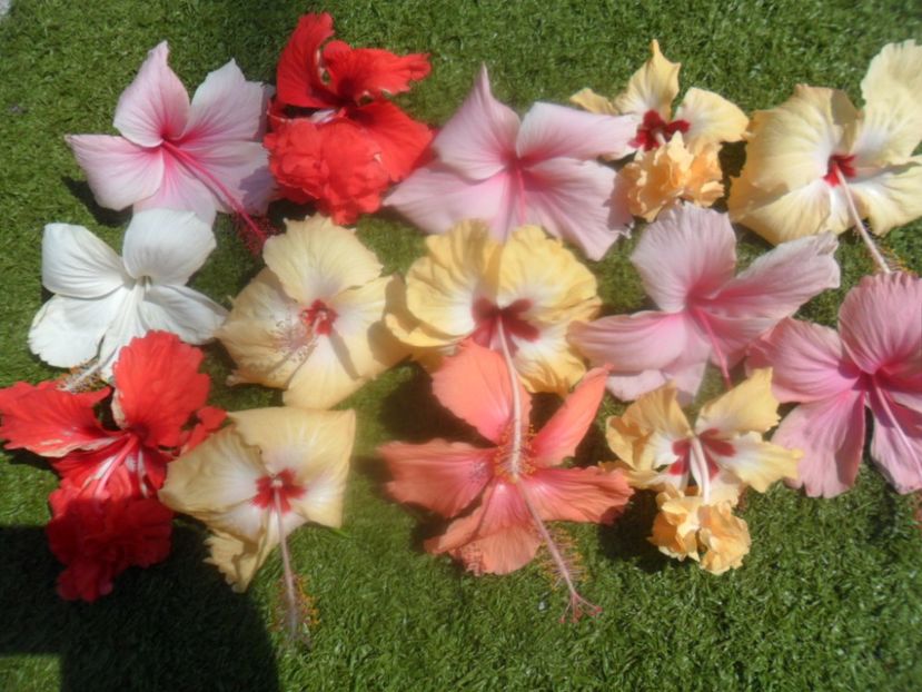  - Hibiscusi 2018 5