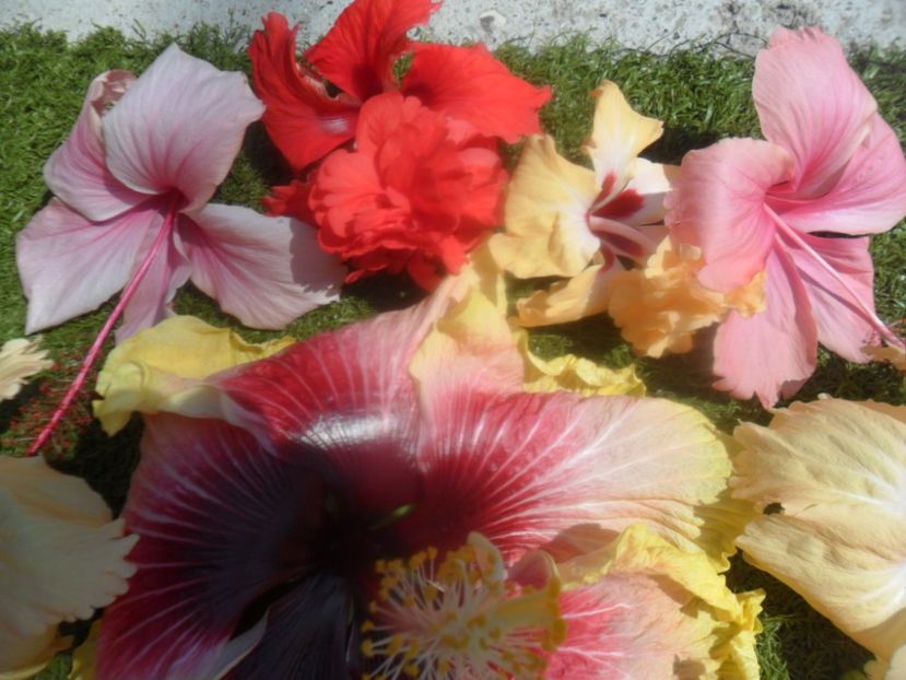  - Hibiscusi 2018 5