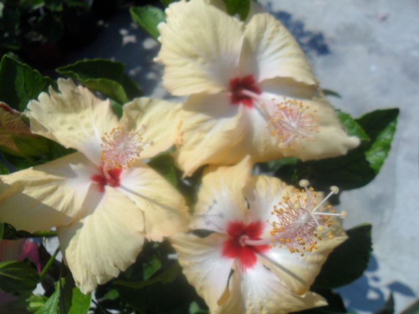  - Hibiscusi 2018 5