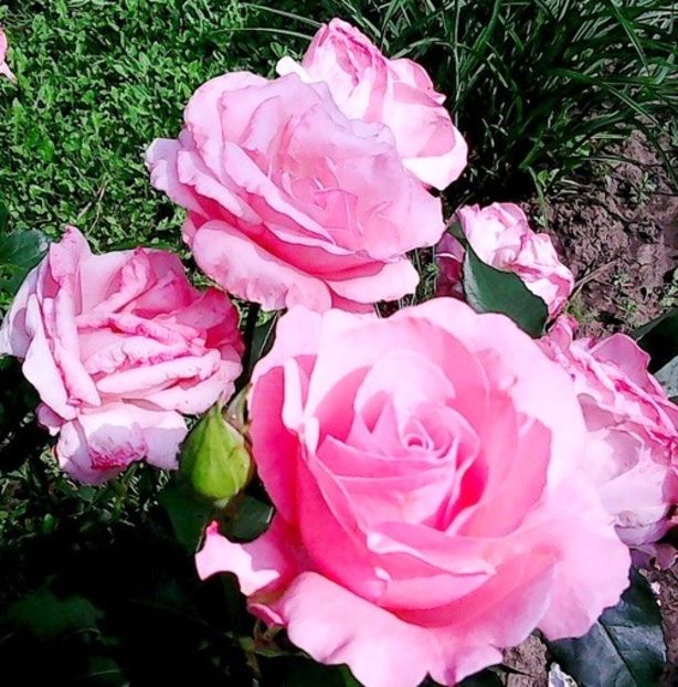 oie_4214837sheQEa0y - Gradinuta mea 2018