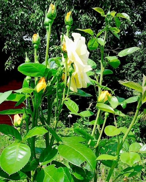 oie_422030F4L0T1BL - Gradinuta mea 2018