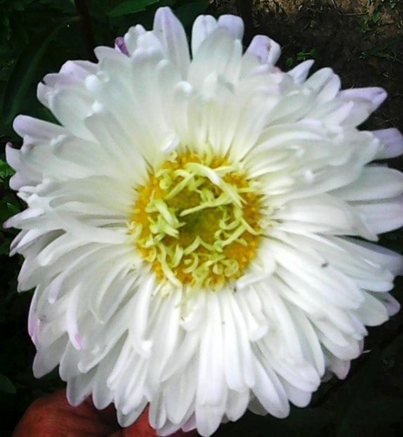 oie_42154526AGvtyqJ - Gradinuta mea 2018