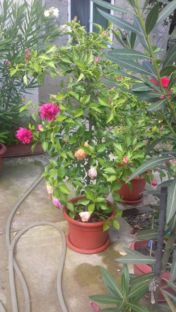  - Trandafiri japonezi 2018