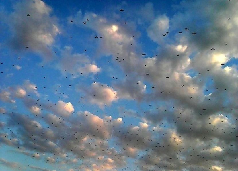 oie_IrRBpRSPqIeV - Dansul norilor