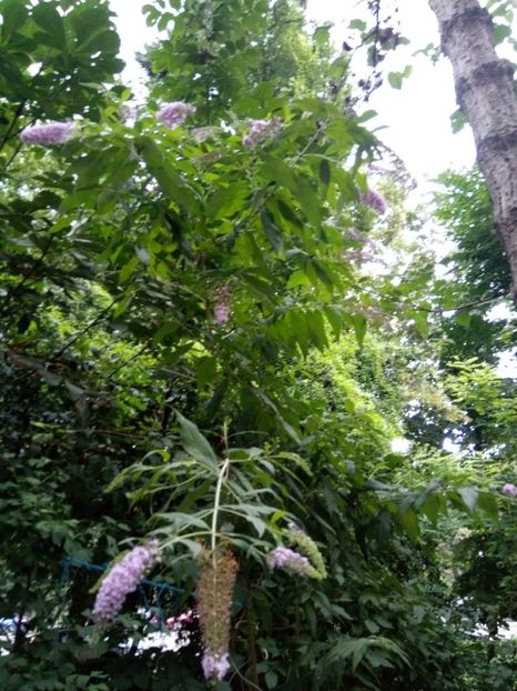 budlea - iulie-august- 2018