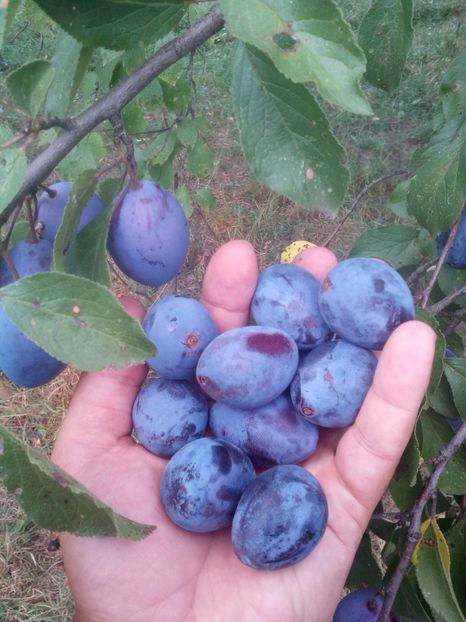 Prun traditional6 - POMI SOIURI VECHI ROMANESTI