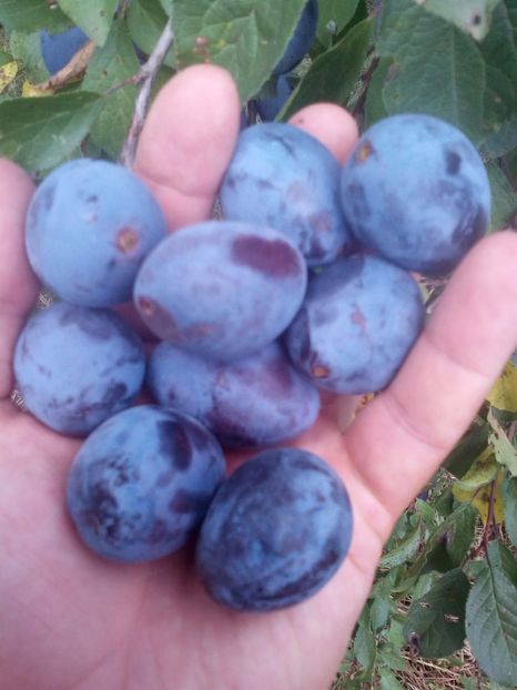 Prun traditional6 - POMI SOIURI VECHI ROMANESTI