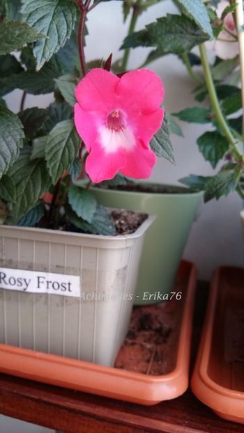 2018 - Rosy Frost