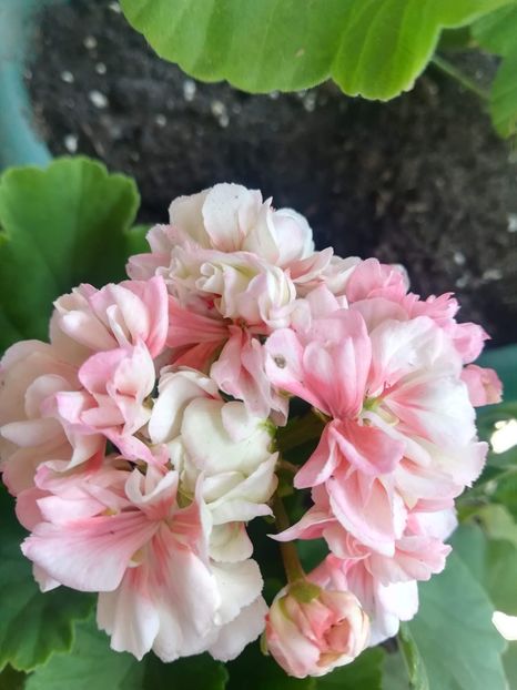 received_1223114384497443 - Muscate