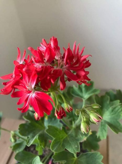 received_942061735973329 - Muscate