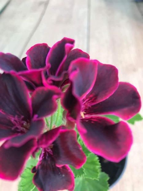 received_1660942037337989 - Muscate