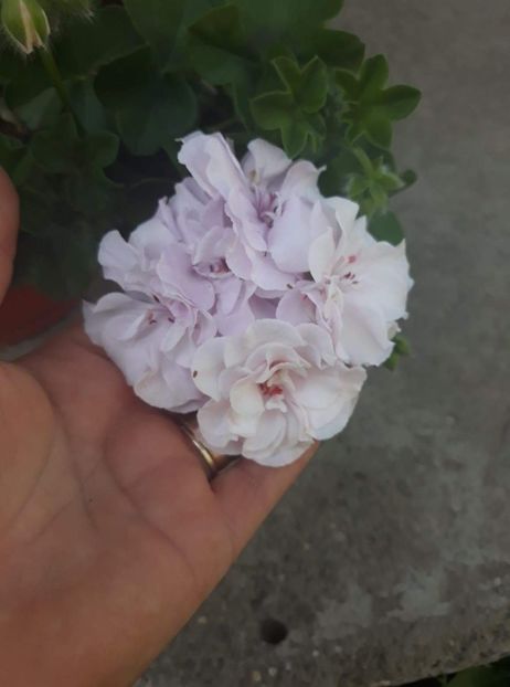 received_1768010933276654 - Muscate