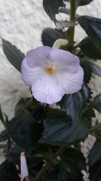 2018 - R21 - Blueberry Ripple