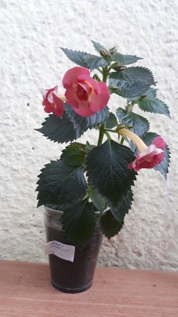  - R21 - Mary Poppins