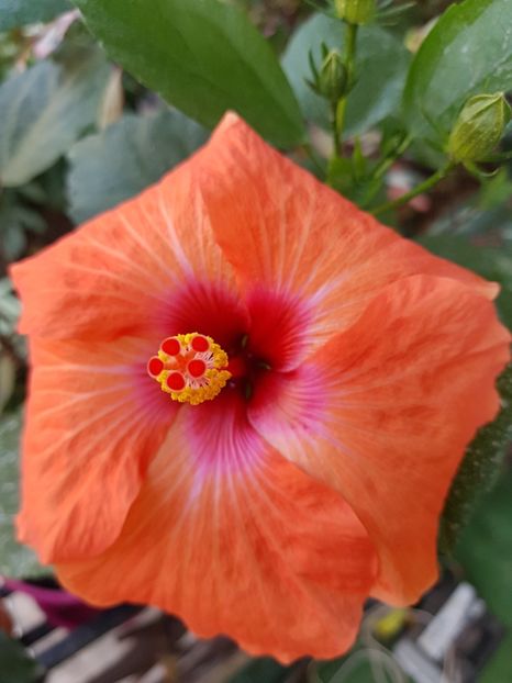  - 1-2 HIBISCUS