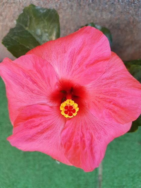 Adonicus Pink - 1-2 HIBISCUS