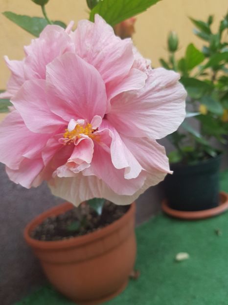  - 1-2 HIBISCUS