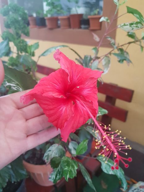 - 1-2 HIBISCUS