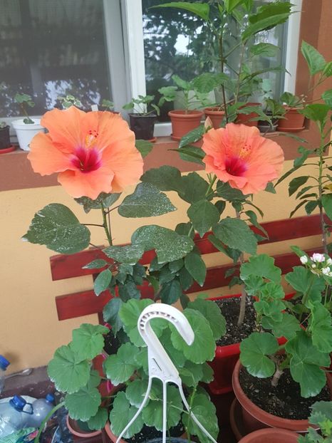  - 1-2 HIBISCUS