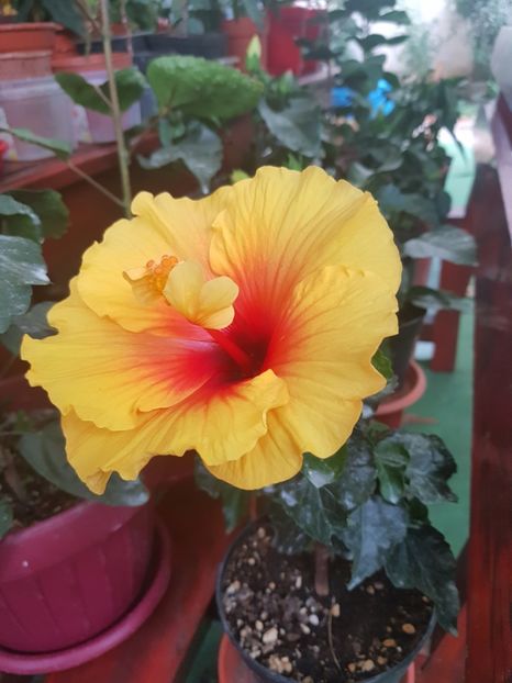  - 1-2 HIBISCUS