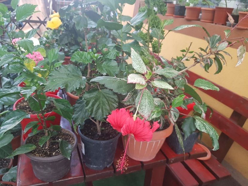  - 1-2 HIBISCUS