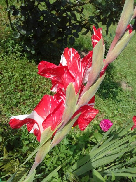  - AAAA_GLADIOLE 2015_2017_2018_2019