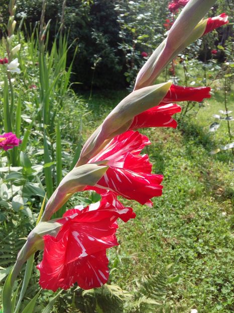  - AAAA_GLADIOLE 2015_2017_2018_2019