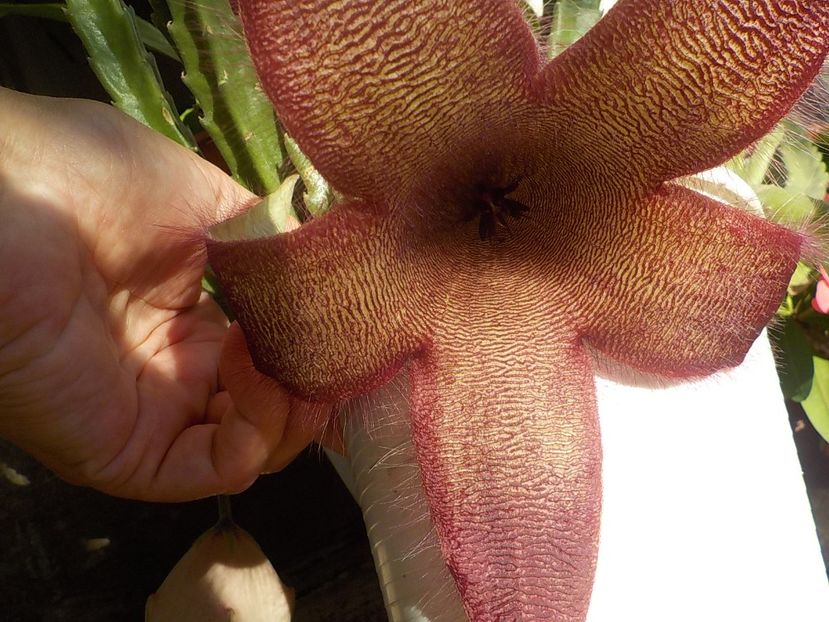 grandiflora - Genul Stapeliade
