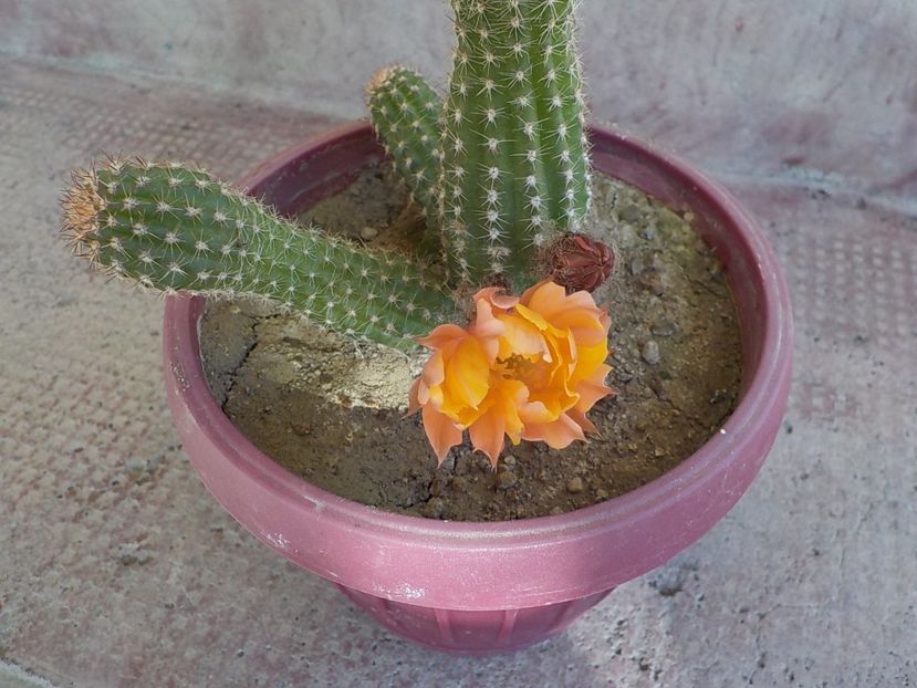  - chamacereus hibrid