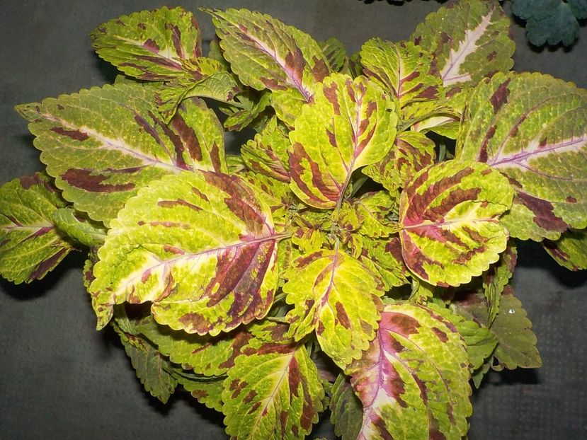  - coleus
