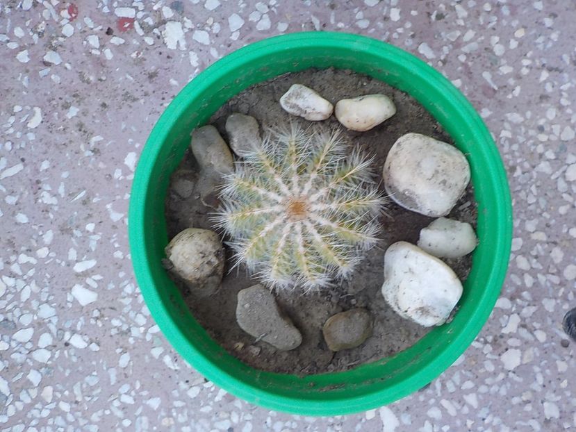  - CACTUSI si SUCULENTE