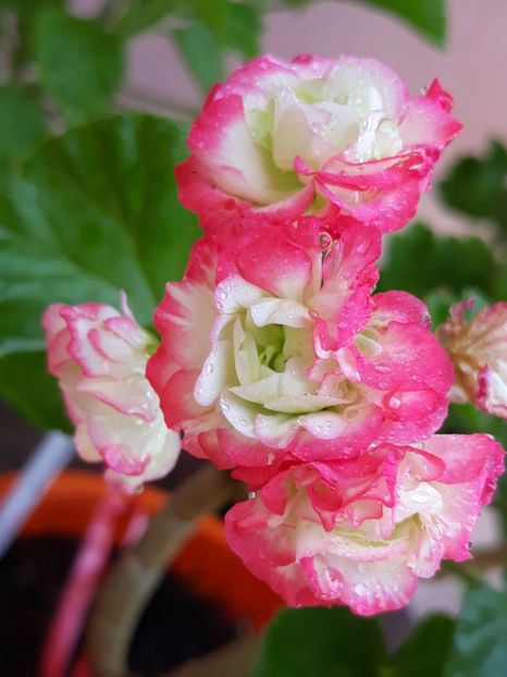  - Appelblosum Rosebud