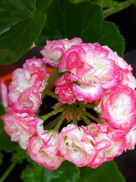  - Appelblosum Rosebud