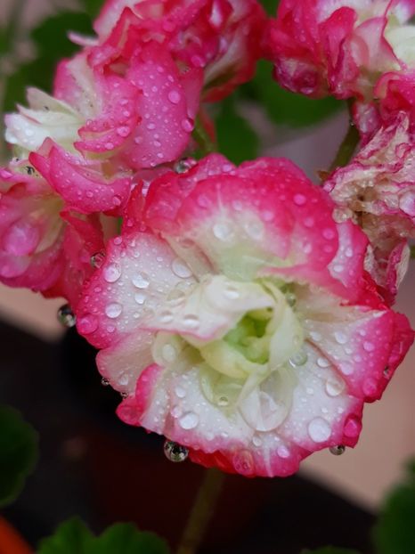  - Appelblosum Rosebud