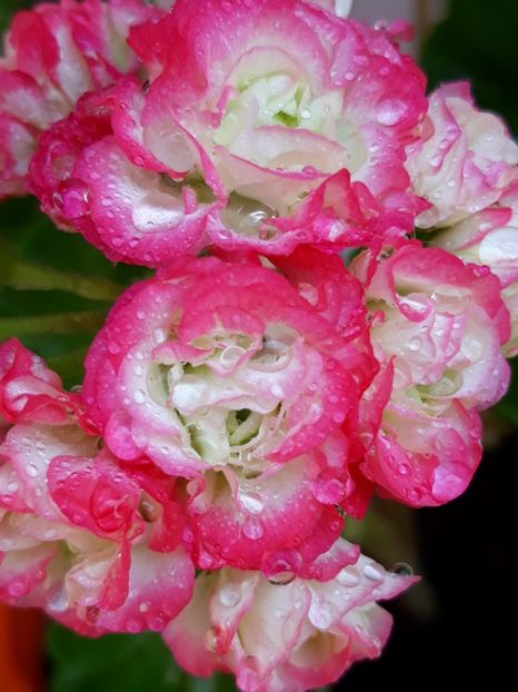  - Appelblosum Rosebud