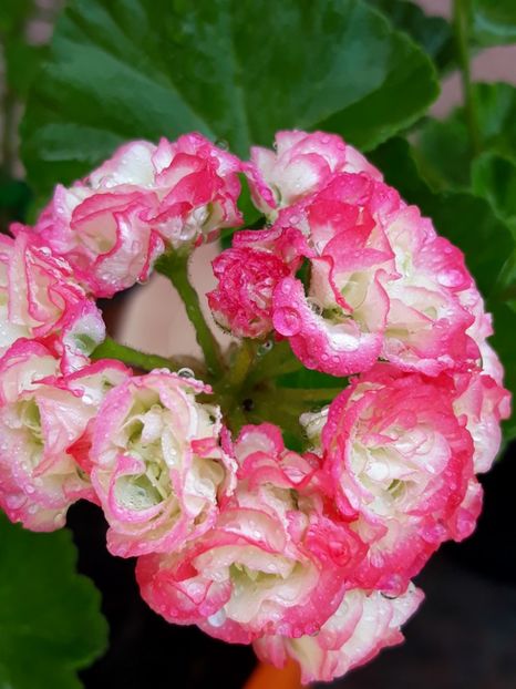  - Appelblosum Rosebud