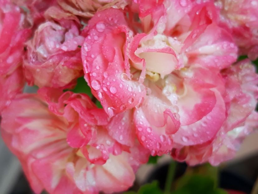  - Appleblossum fishers