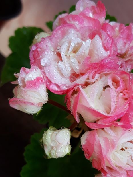  - Appleblossum fishers