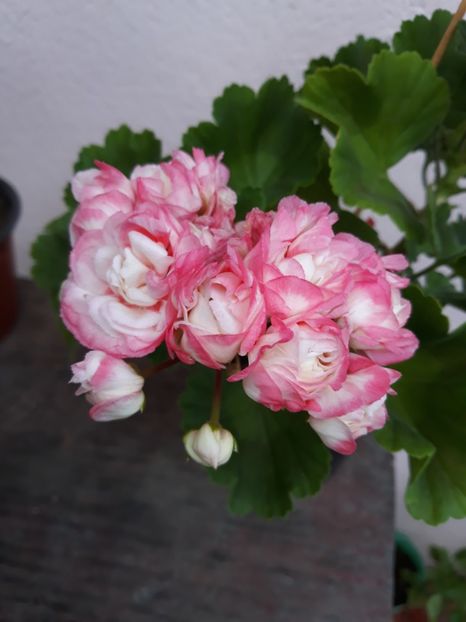  - Appleblossum fishers