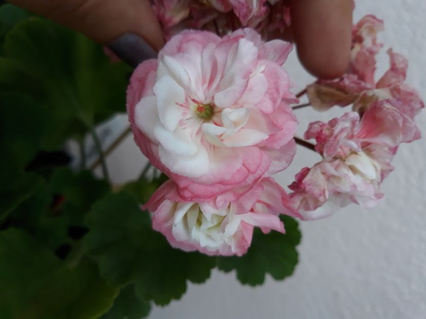  - Appleblossum fishers