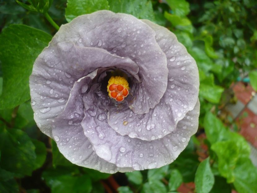 07.08.2018 - HIBISCUSI 2018-3