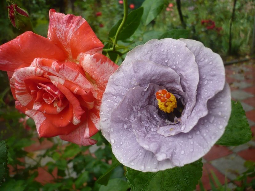 P1390348 - HIBISCUSI 2018-3