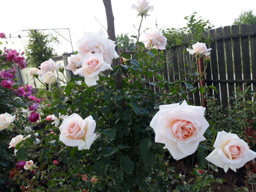  - PENNY LANE urcator 2