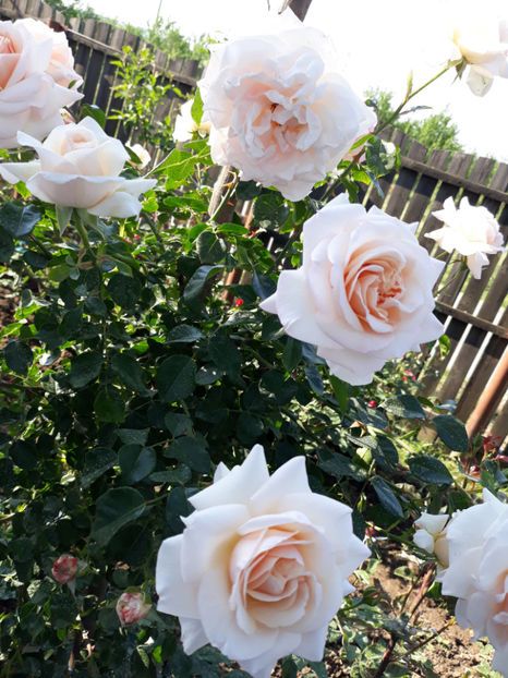  - PENNY LANE urcator 2